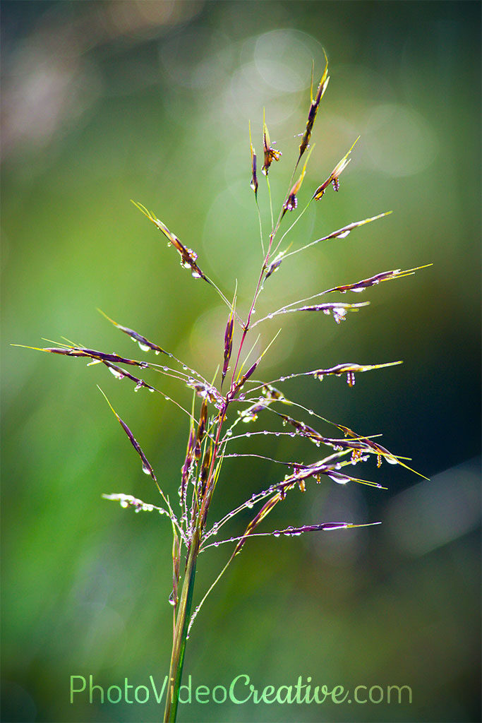 Shallow depth of field with long focal length and moderate aperture for a macro shot